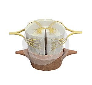 Spinal cord medical illustration