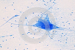 Spinal cord, Nerve, Cerebellum, Cortex and Motor Neuron Human under the microscope.