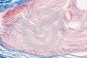 Spinal cord, Nerve, Cerebellum, Cortex and Motor Neuron Human under the microscope.