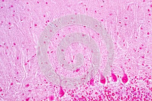 Spinal cord, Nerve, Cerebellum, Cortex and Motor Neuron Human under the microscope.