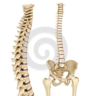 Spinal cord and pelvis . Medically accurate reference photo