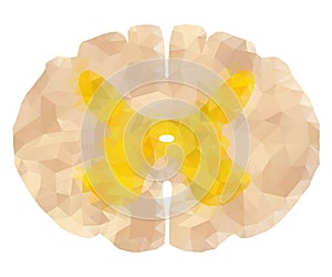 Spinal cord polygon 2