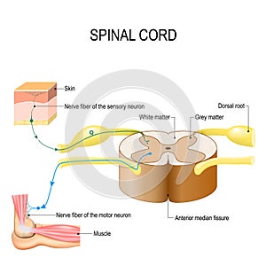 Spinal cord. Reflex arc neural pathway