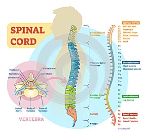 Spinal cord schematic diagram