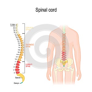 Spinal cord. sections of vertebral column: cervical, thoracic, and lumber spine, sacrum and coccyx