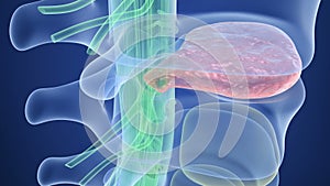 Spinal cord under pressure of bulging disc, X-Ray view