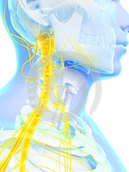 spinal cord and upper nerves