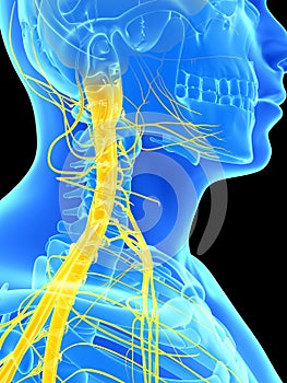 Spinal cord and upper nerves