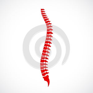 Spinal cord vector icon