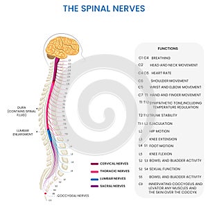 Spinal nerves connect spinal cord to body, enabling sensory and motor functions photo