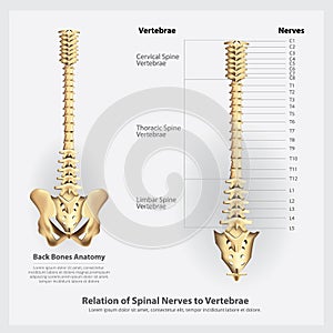 Spinal Nerves and Vertebrae Segments and Roots