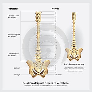 Spinal Nerves and Vertebrae Segments and Roots