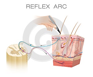 Spinal Reflex Arc Anatomical Scheme