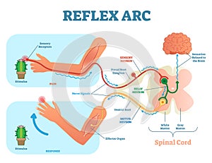 Spinal Reflex Arc anatomical scheme, vector illustration, with stimulus, sensory neuron, motor neuron and muscle tissue. photo