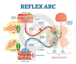 Spinal Reflex Arc anatomical scheme, vector illustration, with stimulus, sensory neuron, motor neuron and muscle tissue. photo