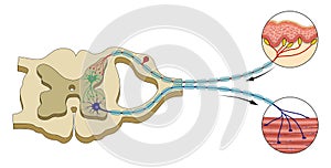 Spinal Reflex Arc illustration. Central nervous system