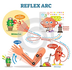 Spinal Reflex Arc scheme, vector illustration, with stimulus pathway through the nerve signals. Fun cartoon characters.