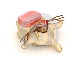 Spinal segment with a disk photo