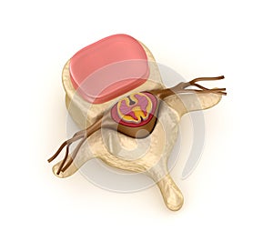 Spinal segment with a disk photo