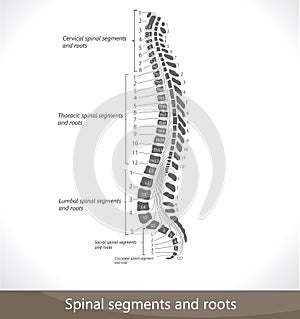 Spinal segments and roots