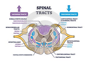 Spinal tracts with medical ascending and descending parts outline diagram photo