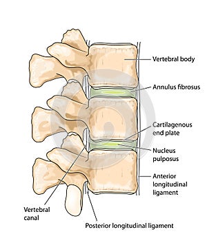 Spinal vertebrae