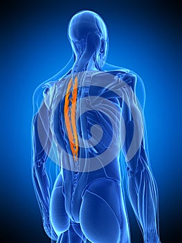 The spinalis thoracic