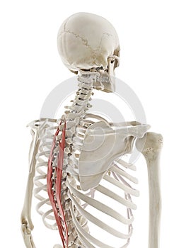 The spinalis thoracis