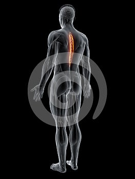 The spinalis thoracis