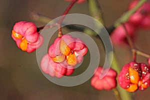 Spindle berries on a tree in Autumn