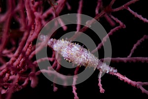 Spindle Cowries Genus Phenacovolva