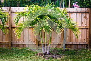 Spindle palm tree plant in the garden in Florida