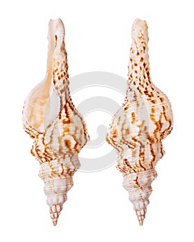 Spindle Seashells photo