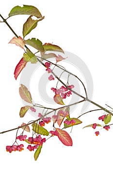 Spindle tree photo