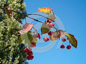 Spindle Tree