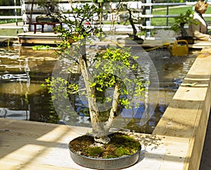 Spindle tree - Bonsai in the style of