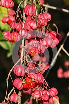 Spindle tree detail -euonymus plant