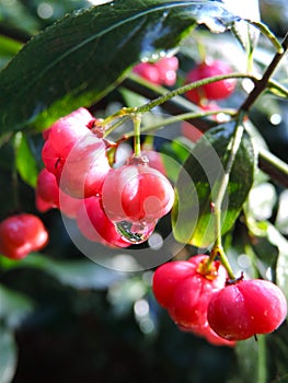 Spindle tree