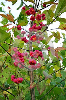 Spindle tree (euonymus europaeus)