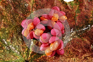 Spindle tree flowers on autumn leaf