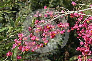 Spindle Tree Fruit