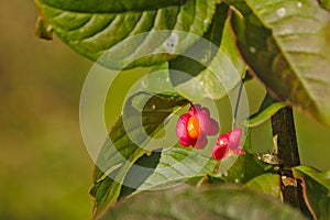 Spindle tree fruit, selective focus