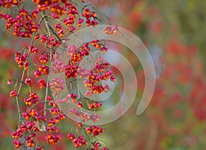 Spindle tree macro nature