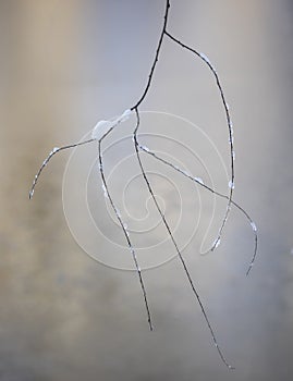 Spindly Black Tree Branches in Winter