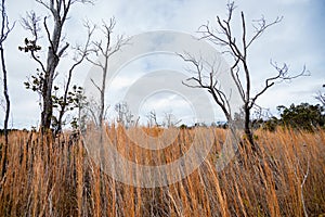 Spindly dead trees in dramatic expansive wetland