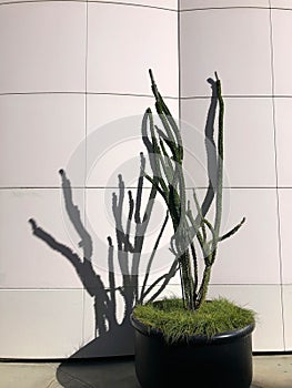 Spindly potted cactus and its shadow on a white building wall