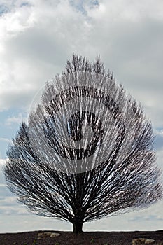 Spindly Tree and Sky