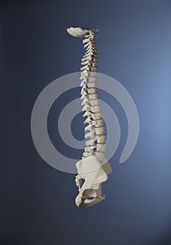 Spine 1