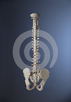 Spine 1