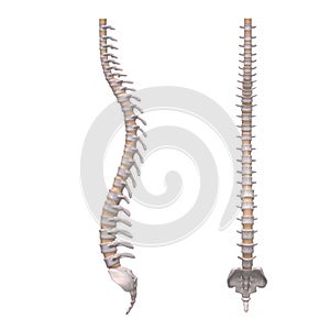 Spine